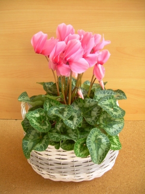 ciclamino