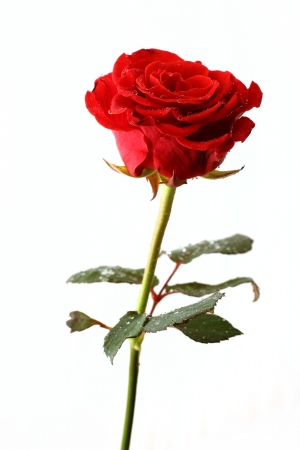 rosa